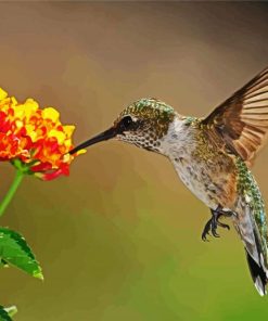 Hummingbirds With Lantana paint by numbers