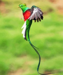 Flying Resplendent Quetzal paint by numbers