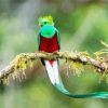 Resplendent Quetzal On A Branch paint by numbers