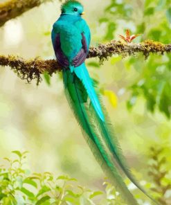 Beautiful Resplendent Quetzal paint by numbers