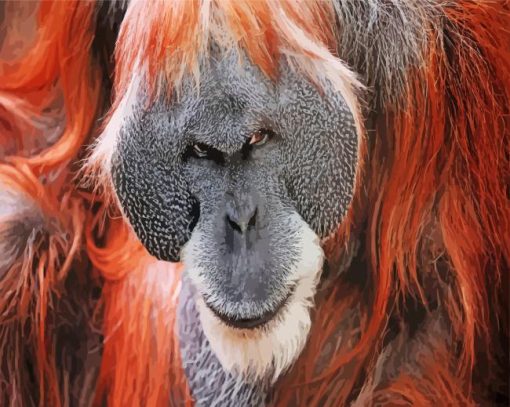 Orangutan Monkey paint by numbers