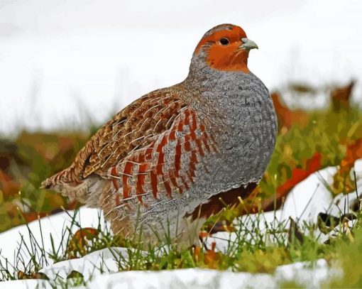 Beautiful Partridge Bird paint by numbers