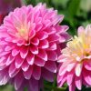 Adorable Purple Dahlia paint by numbers