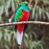 Resplendent Quetzal With Red Eyes paint by numbers