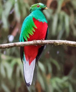 Resplendent Quetzal With Red Eyes paint by numbers