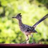 Cute Roadrunner Bird paint by numbers