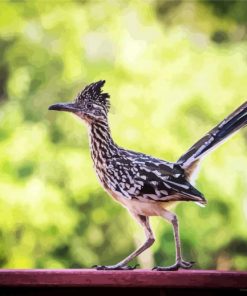 Cute Roadrunner Bird paint by numbers