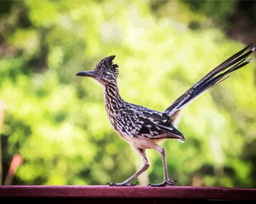 Cute Roadrunner Bird paint by numbers