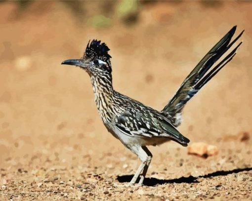 Adorable Roadrunner Bird paint by numbers