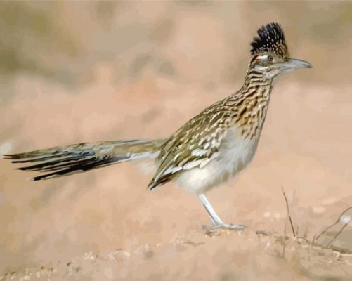 Roadrunner In The Desert paint by numbers