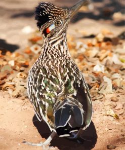 Roadrunner Back paint by numbers