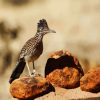 Roadrunner On Stone paint by numbers