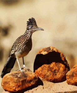 Roadrunner On Stone paint by numbers