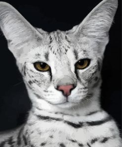 Silver Savannah Cat paint by numbers