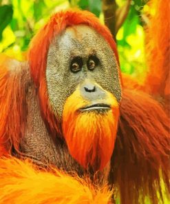 The Sumatran Orangutan paint by numbers