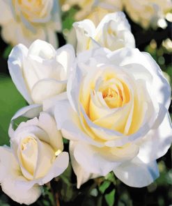 Aesthetic White Floribunda paint by numbers