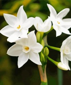 White Narcissus Flowers paint by numbers