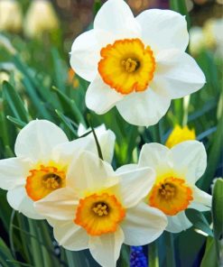 White Yellow Narcissus Flowers paint by numbers