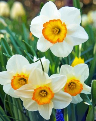 White Yellow Narcissus Flowers paint by numbers