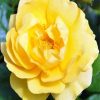 Yellow Floribunda paint by numbers