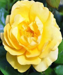 Yellow Floribunda paint by numbers