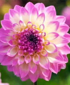 Purple Dahlia Flowers paint by numbers