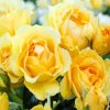 Beautiful Yellow Floribunda paint by numbers