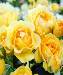 Beautiful Yellow Floribunda paint by numbers