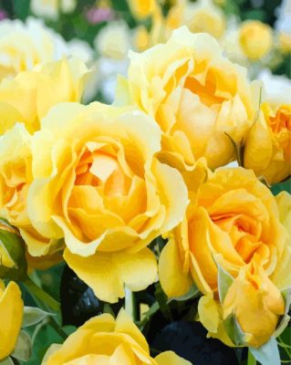 Beautiful Yellow Floribunda paint by numbers