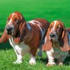 Adorable Basset Hound paint by numbers