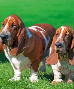 Adorable Basset Hound paint by numbers