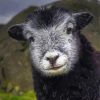 Adorable Herdwick Sheep paint by numbers