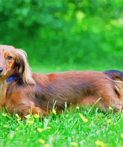 Adorable Long Haired Dachshund paint by numbers