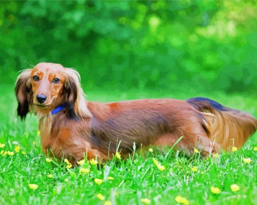 Adorable Long Haired Dachshund paint by numbers