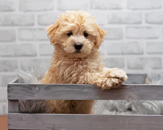Aesthetic Maltipoo Dog paint by numbers