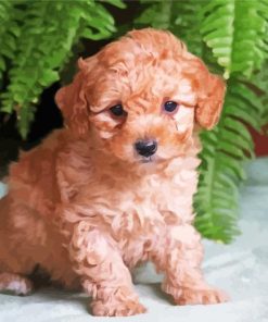 Maltipoo Puppy Dog paint by numbers