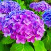 Aesthetic Purple Hydrangeas paint by numbers