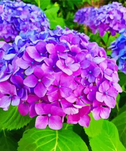 Aesthetic Purple Hydrangeas paint by numbers