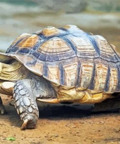 Aesthetic Sulcata Tortoise paint by numbers