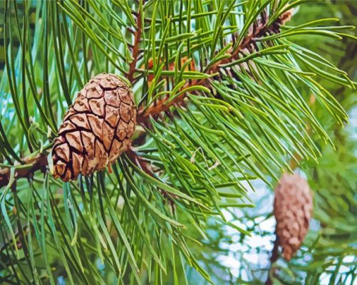 Beautiful Green Pine Tree paint by numbers