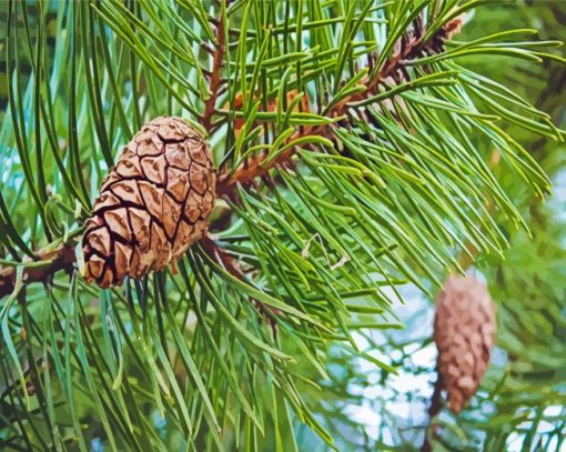 Beautiful Green Pine Tree paint by numbers