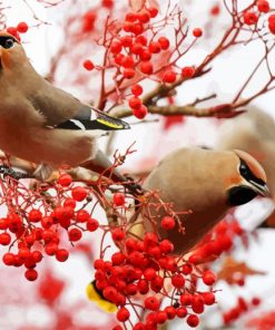 Aesthetics Birds And Red Berries paint by numbers