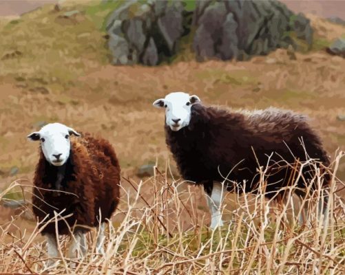 Aesthetics Herdwick Sheeps paint by numbers