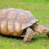 The African Sulcata Tortoise paint by numbers