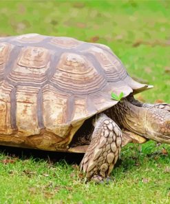 The African Sulcata Tortoise paint by numbers