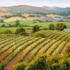 Barossa Vineyard Paint by numbers