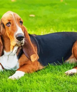 Basset Hound Dog paint by numbers