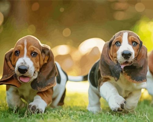 Basset Hound Puppies paint by numbers
