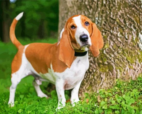 Basset Hound Puppy paint by numbers