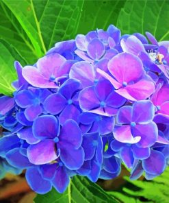 Beautiful Purple Hydrangeas paint by numbers